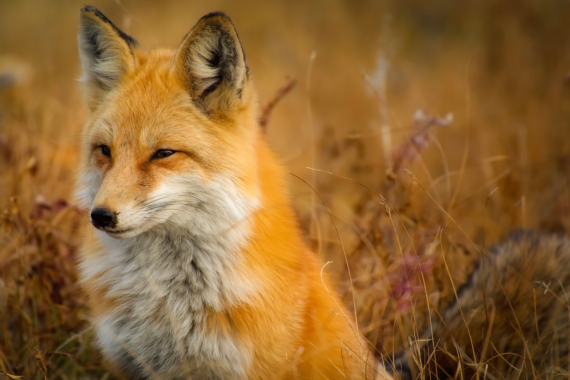 animal-canine-close-up-247399