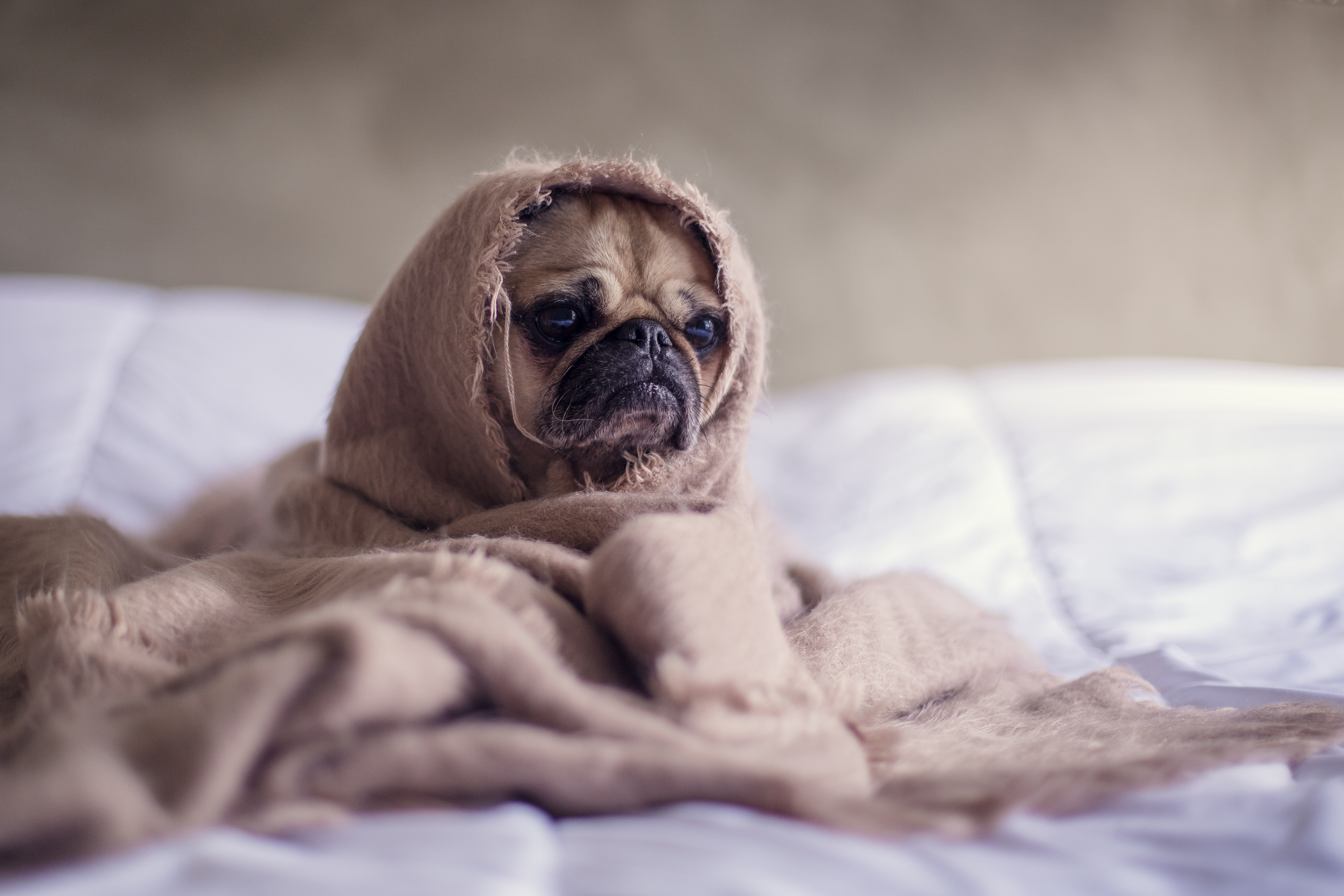 adorable-animal-bed-374898